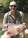 Giant Gourami.