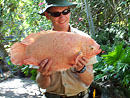 Giant Gourami.