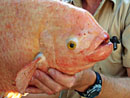 Giant Gourami.