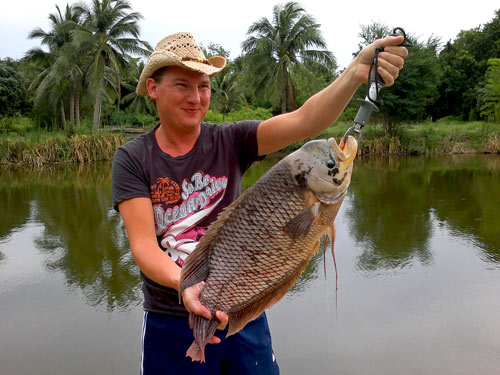 Giant Gourami.