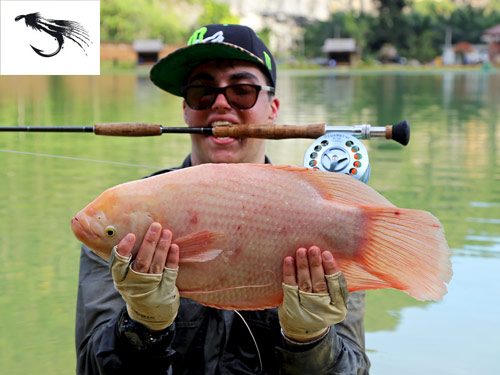 Giant Gourami on fly.