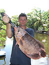 Giant Gourami from Phuket.