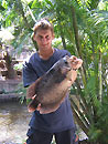 Giant Gourami from Phuket.