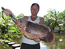 Fishing in Phuket for Giant Gourami.