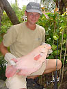 Giant Gourami caught in Phuket.