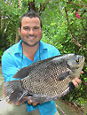 Giant Gourami caught in Phuket.