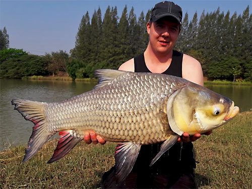 Giant Siamese Carp from Lake Monsters.