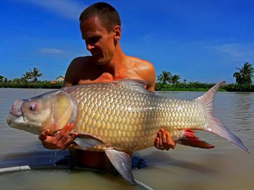 Giant Siamese Carp from Jurassic.