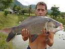 Giant Siamese Carp from Koh Samui.