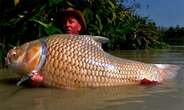 A huge Giant Siamese Carp!