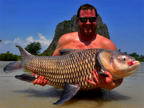 Giant Siamese Carp from Jurassic.