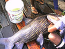 Giant Siamese Carp from Bangkok.