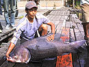 Giant Siamese Carp from Bangkok.