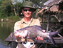 Giant Siamese Carp from Bangkok.