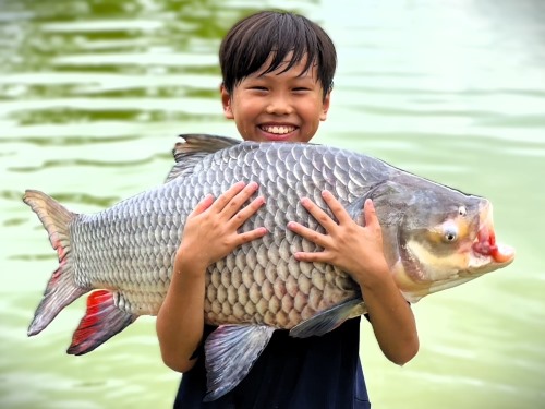 Giant Siamese Carp.