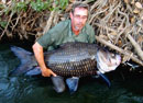 Giant Siamese Carp from Bangkok.