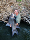 Giant Siamese Carp from Bangkok.