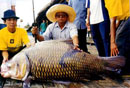 The largest carp ever landed on rod and line!