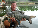 Giant Siamese Carp.