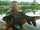 Giant Siamese Carp.