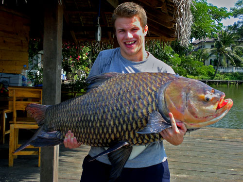 Giant Siamese Carp from the New Bungsamran