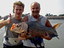 Giant Siamese Carp.