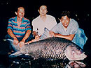 Giant Siamese Carp from Bungsam Lan.