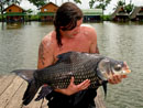 Giant Siamese Carp.