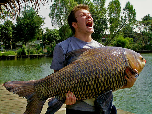 Giant Siamese Carp