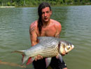 Giant Siamese Carp from Krabi.