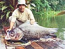 Giant Siamese Carp from Bangkok.