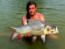 Giant Siamese Carp from Krabi.