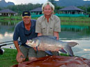 Giant Siamese Carp from Krabi.