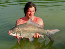 Giant Siamese Carp from Krabi.