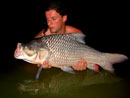 Giant Siamese Carp from Krabi.