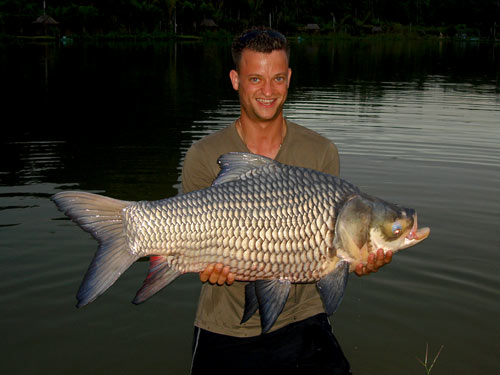 Giant Siamese Carp from Krabi.