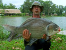 Giant Siamese Carp.