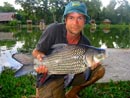 Giant Siamese Carp.