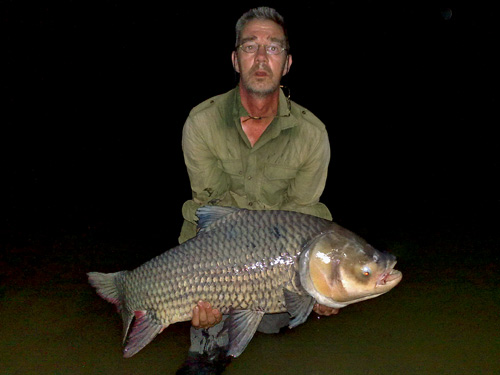 Giant Siamese Carp at Twin Palm Lagoon.