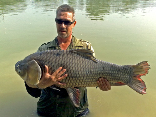 Giant Siamese Carp at Twin Palm Lagoon..