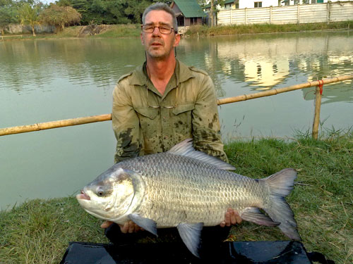 Giant Siamese Carp at Palm Tree Lagoon.