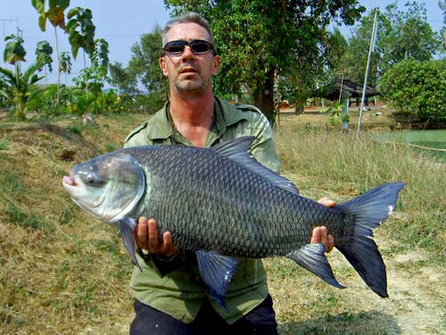 Giant Siamese Carp at Twin Palm Lagoon.