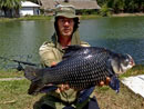 Giant Siamese Carp.