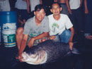 Giant Siamese Carp from Bangkok.