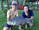 Giant Siamese Carp.