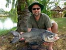 Giant Siamese Carp.