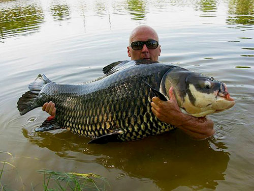 Giant Siamese Carp at Palm Tree Lagoon.