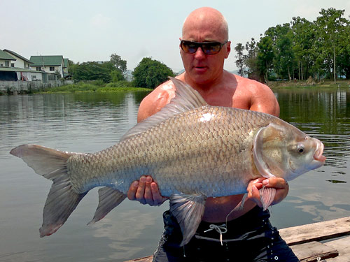 Cutla Cutla / Indian Siamese Carp.