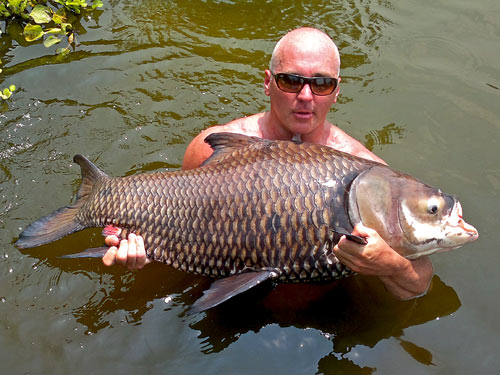 Giant Siamese Carp at Palm Tree Lagoon.