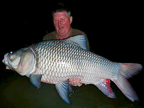 Giant Siamese Carp